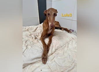 Lula3 geb. 11/2021 (ESP) - wunderschöne Galga... ihre Geschichte soll endlich ein Happy End haben!