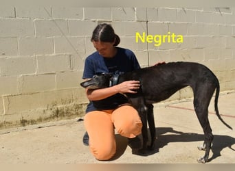 Negrita geb. 09/2022 (ESP) - edle und menschenbezogene Galga, eine treue Seele!