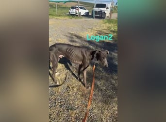 Logan2 geb. 01/2024 (ESP) - ausgeglichener und sozialer Galgo in seltener Farbe!