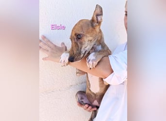 Elsie geb. 06/2026 (ESP) - verspielte Galgowelpin will die Welt entdecken!