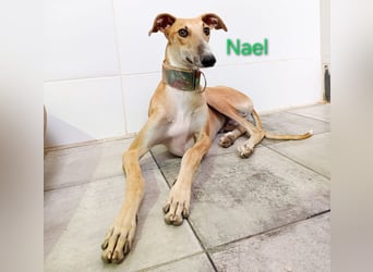 Nael geb. 11/2023 (ESP) - edler, sensibler und wunderschöner Galgo!