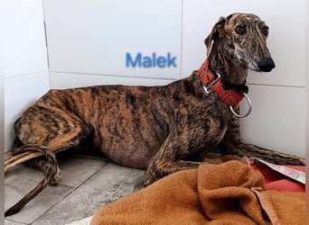 Malek geb. 03/2024 (ESP) - sozialer, ruhiger und zurückhaltender Galgo!