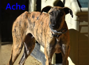 Ache geb. 03/2025 (ESP) - menschenbezogener und verspielter, junger Galgo!