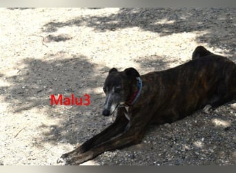 Malu3 geb. 02/2016 (ESP) - liebevolle Galga hat endlich ihr Glück verdient!