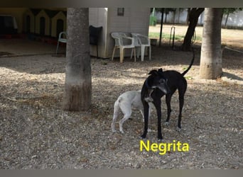 Negrita geb. 09/2022 (ESP) - edle und menschenbezogene Galga, eine treue Seele!