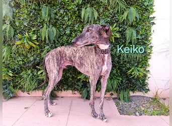 Keiko geb. 07/2020 (ESP) - liebevoller Galgomann sucht seine Familie!