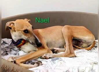 Nael geb. 11/2023 (ESP) - edler, sensibler und wunderschöner Galgo!