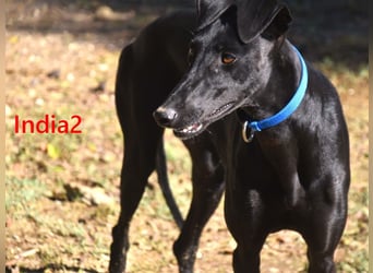 India2 geb. 07/2023 (ESP) - sehr freundliche und soziale, hübsche Galga!