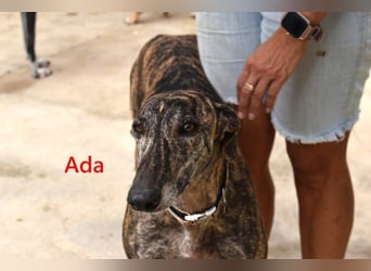 Ada geb. 07/2024 (ESP) - menschenbezogene, sanfte Galga!