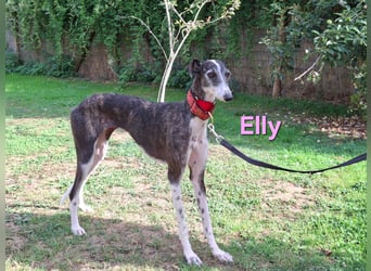 Elly geb. 07/2020 (in Deutschland) - liebevolle, verspielte Rauhhaargalga!