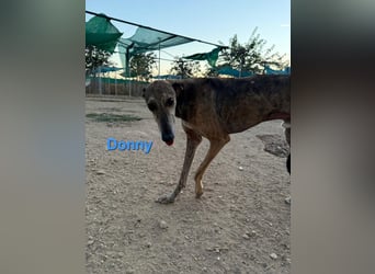 Donny geb. 04/2022 (ESP) - sanfter Galgo der so viel mehr verdient hat!