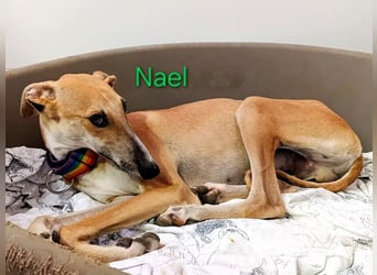 Nael geb. 11/2023 (ESP) - edler, sensibler und wunderschöner Galgo!