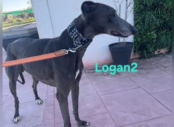 Logan2 geb. 01/2024 (ESP) - ausgeglichener und sozialer Galgo in seltener Farbe!
