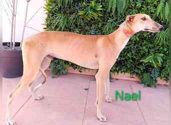 Nael geb. 11/2023 (ESP) - edler, sensibler und wunderschöner Galgo!