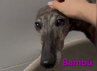 Bambú geb. 08/2019 (ESP) - diese sanfte Galga sucht erfahrene Menschen!