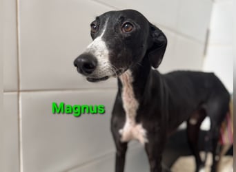 Magnus geb. 06/2019 (ESP) - edler Galgorüde. Ein echter Schatz sucht sein Körbchen!