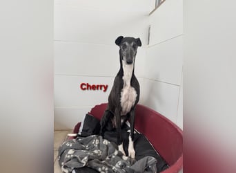 Cherry geb. 10/2021 (ESP) - wunderschöne, soziale Galga sucht ihre Menschen!