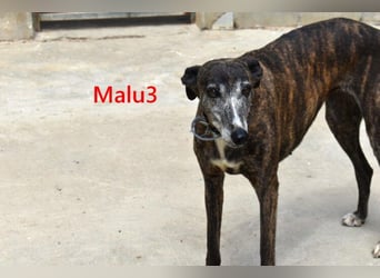 Malu3 geb. 02/2016 (ESP) - liebevolle Galga hat endlich ihr Glück verdient!