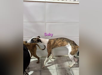 Suky geb. 02/2023 (ESP) - fröhliche und liebevolle Galgo Espanol Hündin sucht eine Familie!