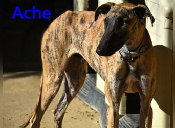 Ache geb. 03/2025 (ESP) - menschenbezogener und verspielter, junger Galgo!
