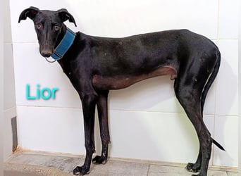 Lior geb. 11/2023 (ESP) - zärtlicher und unterwürfiger Galgo!