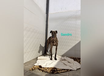 Sandro geb. 08/2024 (ESP) - schüchterner Galgo der so viel mehr verdient hat!