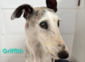 Griffith geb. 01/2021 (ESP) - ein ganz besonderer Galgo sucht seine Menschen!