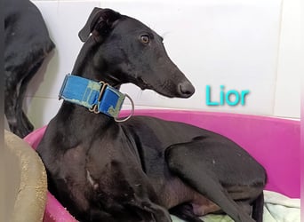 Lior geb. 11/2023 (ESP) - zärtlicher, wunderschöner Galgo!