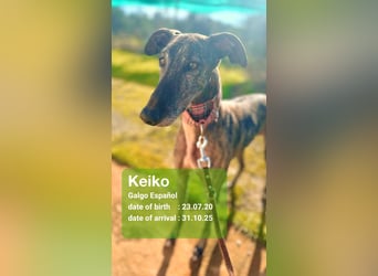 Keiko geb. 07/2020 (ESP) - liebevoller Galgomann sucht seine Familie!