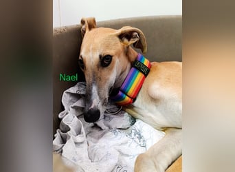 Nael geb. 11/2023 (ESP) - edler, sensibler und wunderschöner Galgo!