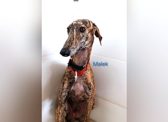 Malek geb. 03/2024 (ESP) - sozialer, ruhiger und zurückhaltender Galgo!