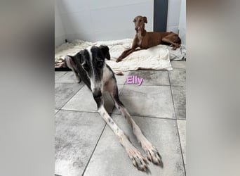 Elly geb. 07/2020 (in Deutschland) - liebevolle, verspielte Rauhhaargalga!