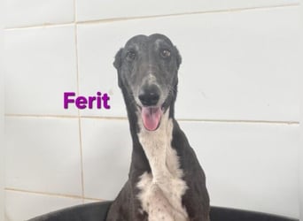Ferit geb. 01/2017 (ESP) - liebevolle Galga hat endlich ihr Glück verdient!!