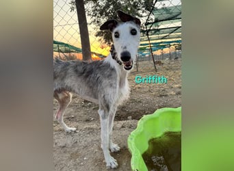 Griffith geb. 01/2021 (ESP) - ein ganz besonderer Galgo sucht seine Menschen!