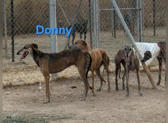 Donny geb. 04/2022 (ESP) - sanfter Galgo der so viel mehr verdient hat!