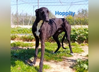 Hoppity geb. 04/2023 (ESP) - freundlicher Galgo sucht seine Familie mit Hundekumpel!