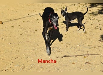 Mancha geb. 06/2019 (ESP) - liebevolle, zärtliche Galga sucht ihre Menschen!