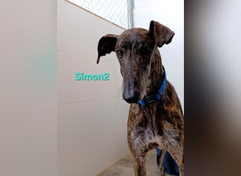 Simon2 geb. 09/2019 (ESP) - unkomplizierter Galgo verdient endlich sein Glück!