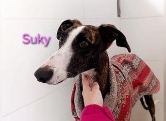 Suky geb. 02/2023 (ESP) - fröhliche und liebevolle Galgo Espanol Hündin sucht eine Familie!
