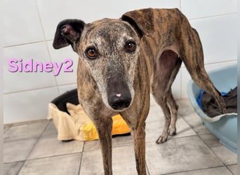 Sidney2 geb. 04/2019 (ESP) - menschenbezogene Galga sucht ihr Für-immer-Körbchen!
