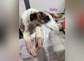 Suky geb. 02/2023 (ESP) - fröhliche und liebevolle Galgo Espanol Hündin sucht eine Familie!