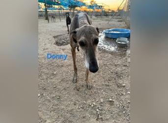 Donny geb. 04/2022 (ESP) - sanfter Galgo der so viel mehr verdient hat!