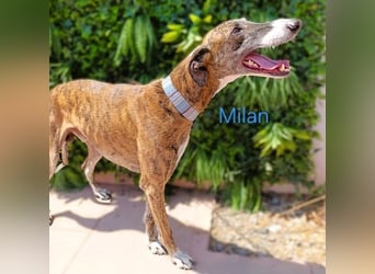 Milan geb. 06/2020 (ESP) - ausgeglichener, anhänglicher und sanfter Galgo!