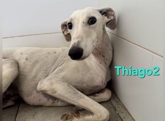Thaigo2 geb. 03/2024 (ESP) - NOTFALL! erfahrene Hundemenschen gesucht!