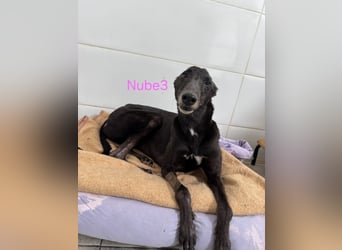 Nube3 geb. 03/2024 (ESP) - dringend Pflegestelle oder Zuhause für liebevolle Galga gesucht!