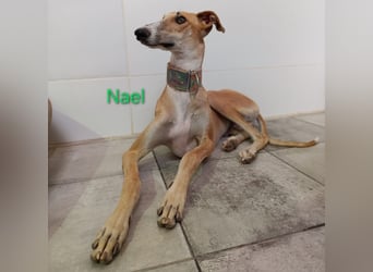 Nael geb. 11/2023 (ESP) - edler, sensibler und wunderschöner Galgo!