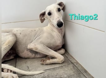 Thaigo2 geb. 03/2024 (ESP) - NOTFALL! erfahrene Hundemenschen gesucht!