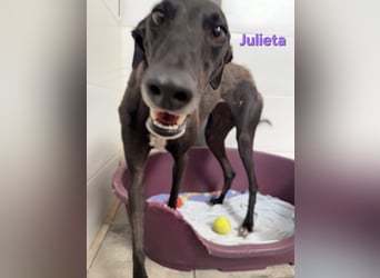 Julieta geb. 05/2024 (ESP) - fröhliche, wunderschöne Galga. Ein echter Sonnenschein!