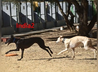 India2 geb. 07/2023 (ESP) - sehr freundliche und soziale, hübsche Galga!
