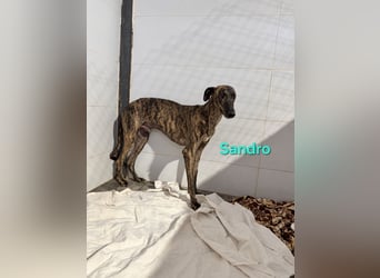 Sandro geb. 08/2024 (ESP) - schüchterner Galgo der so viel mehr verdient hat!